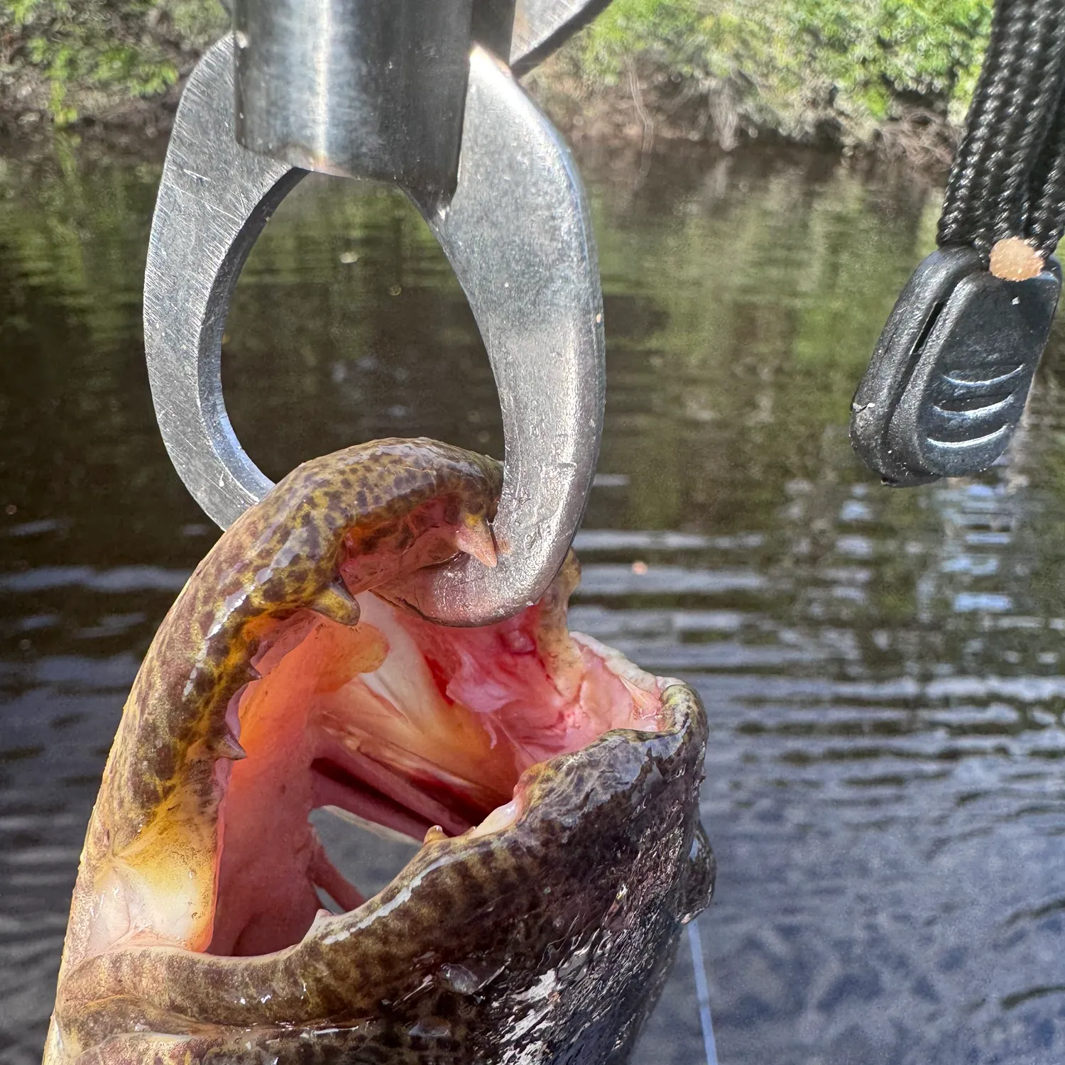 Trahira caught on Fishbrain
