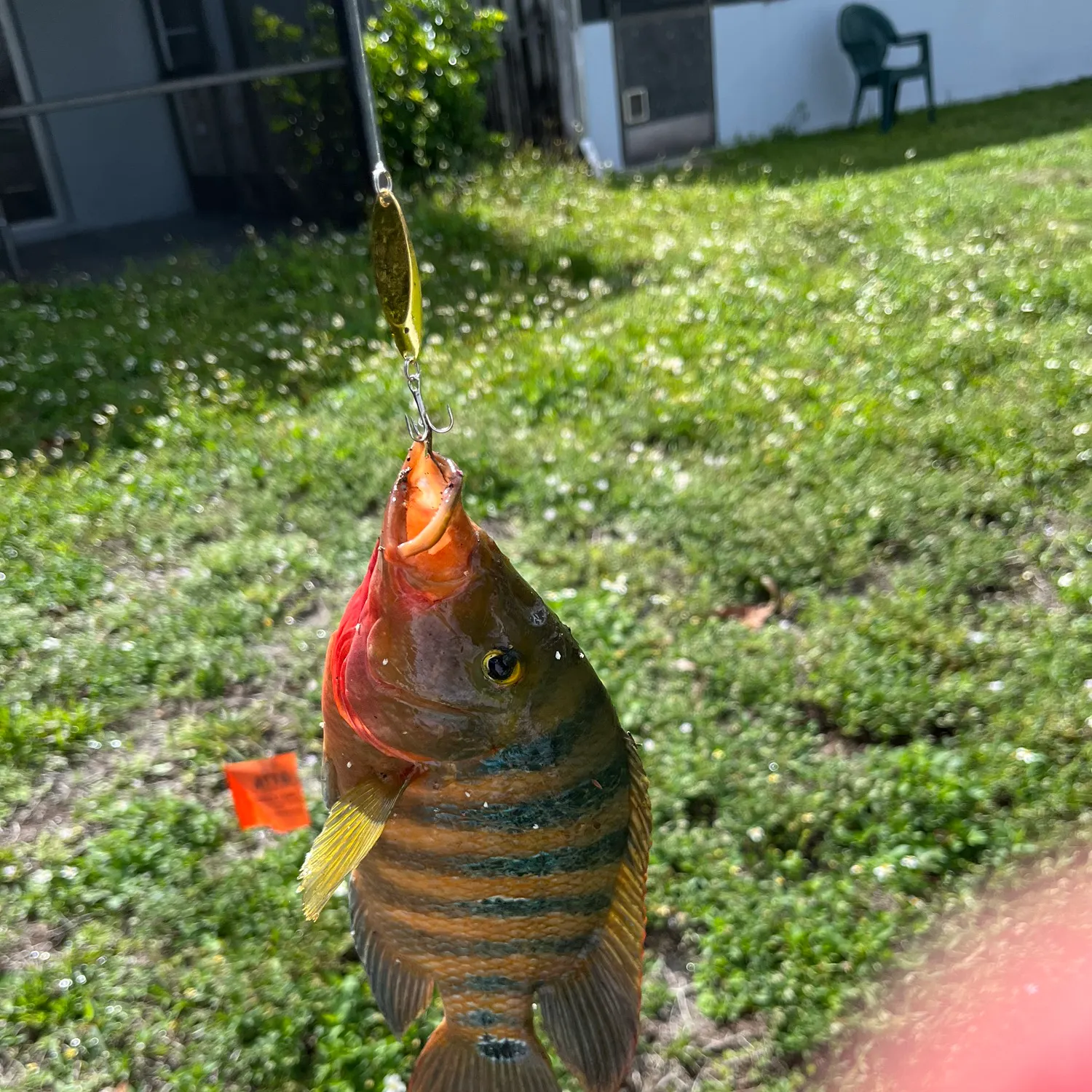 Mayan cichlid caught on Fishbrain