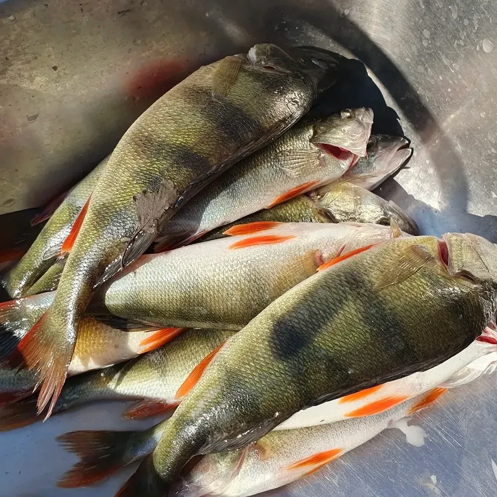 European perch caught on Fishbrain
