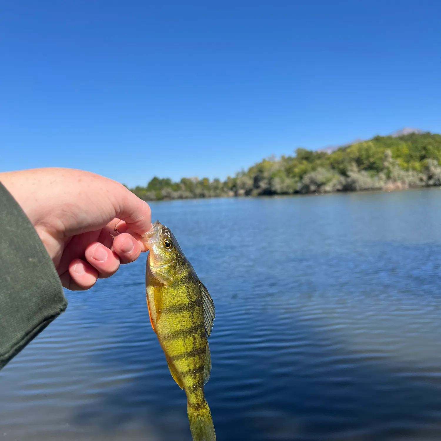Yellow perch caught on Fishbrain