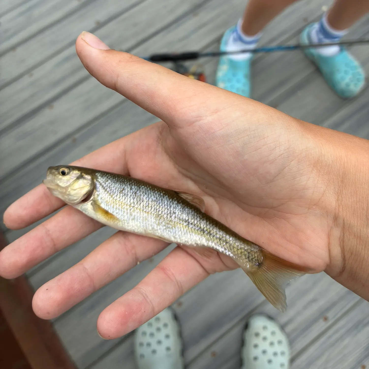 Creek chub caught on Fishbrain