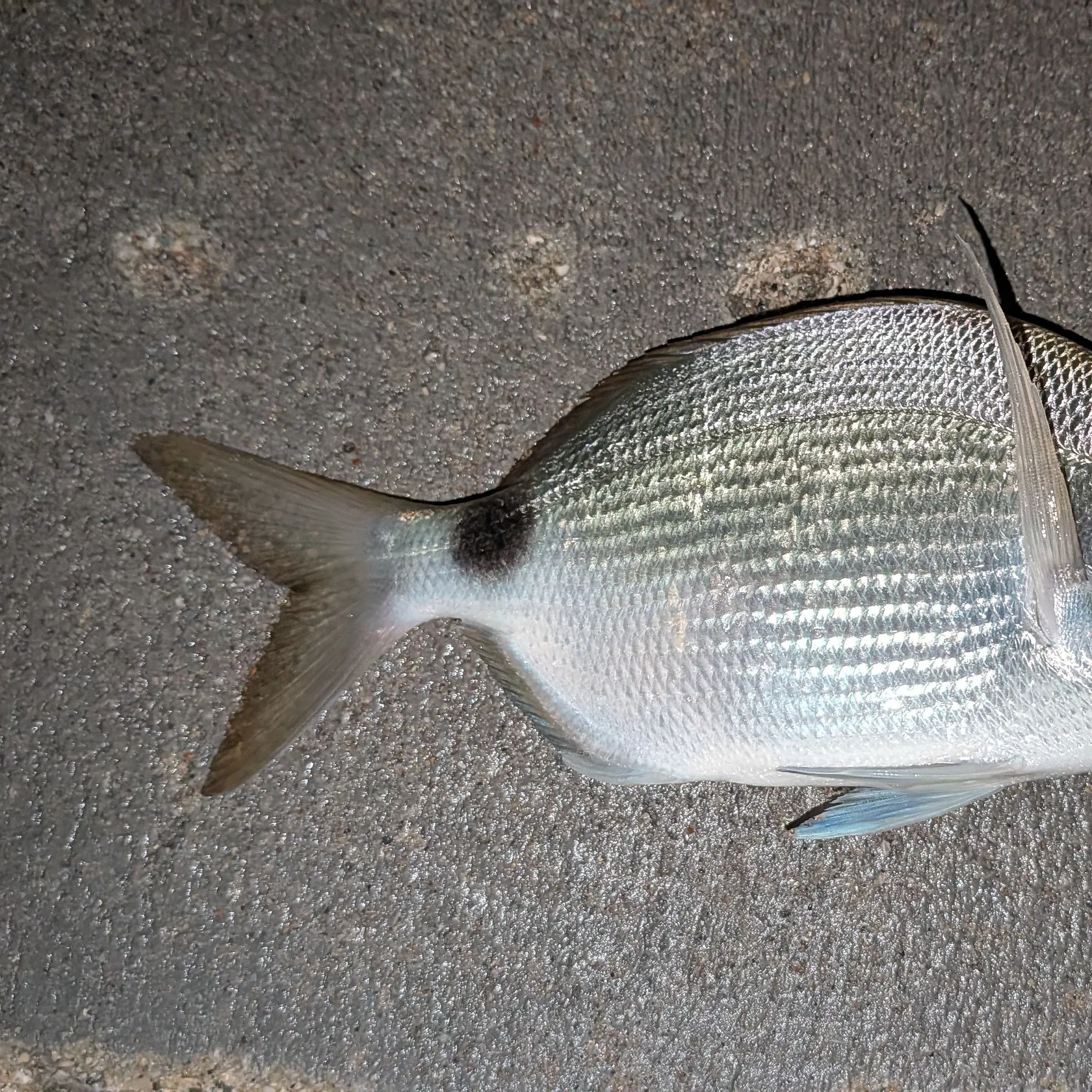 The most recent Spottail seabream catches on Fishbrain