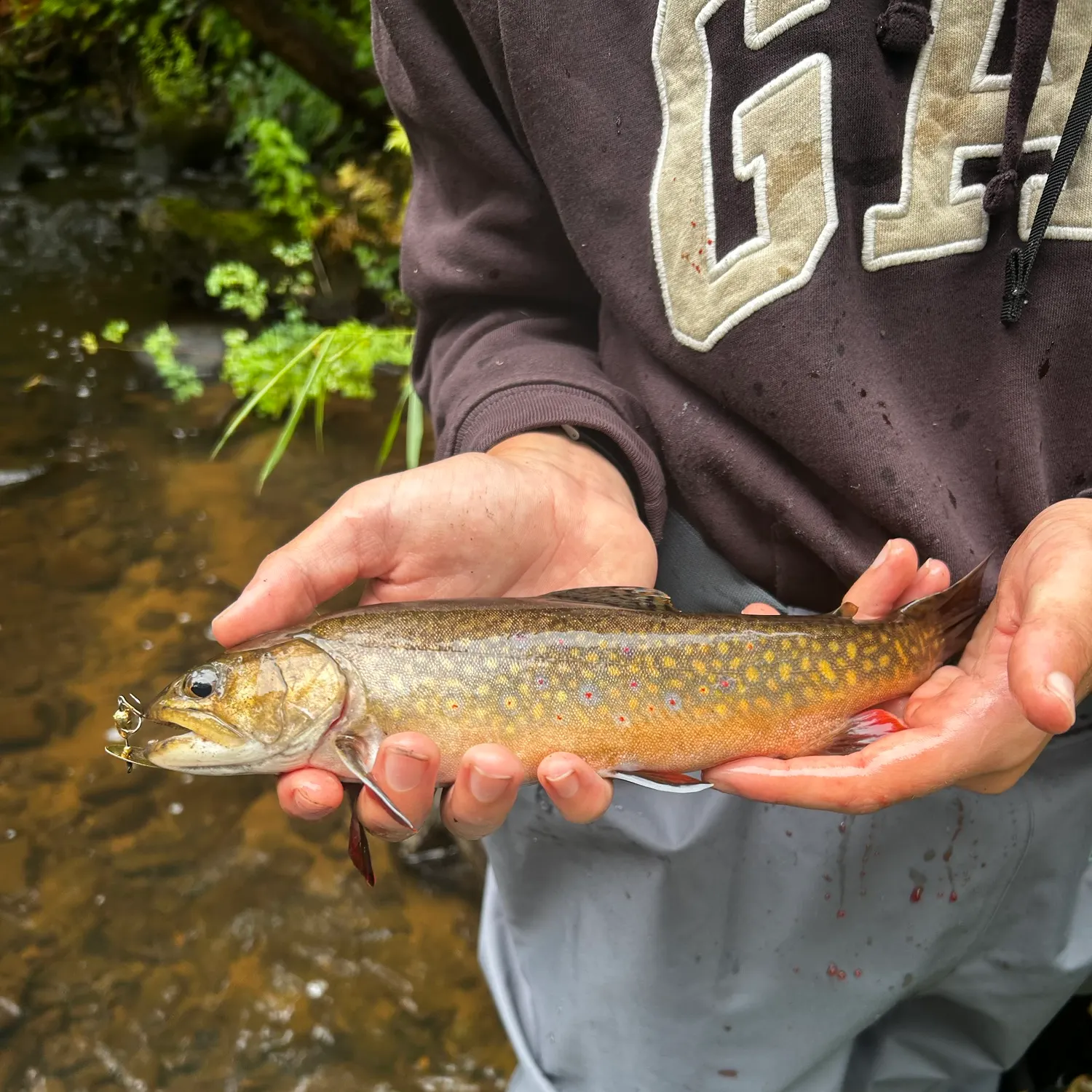 Brook trout caught on Fishbrain