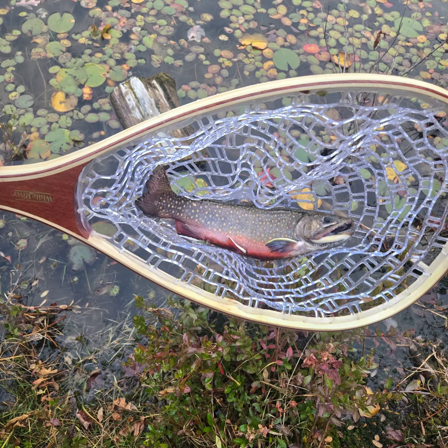Brook trout caught on Fishbrain