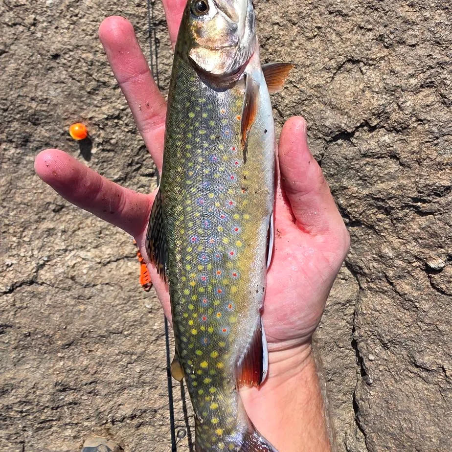 Brook trout caught on Fishbrain