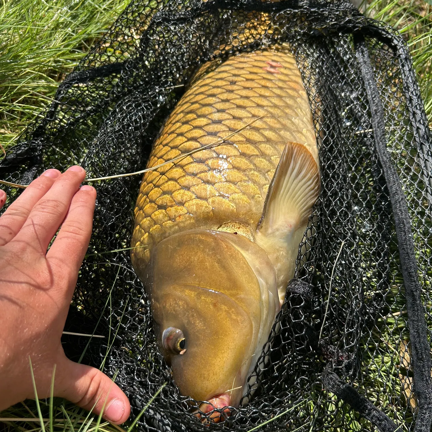 Common carp caught on Fishbrain