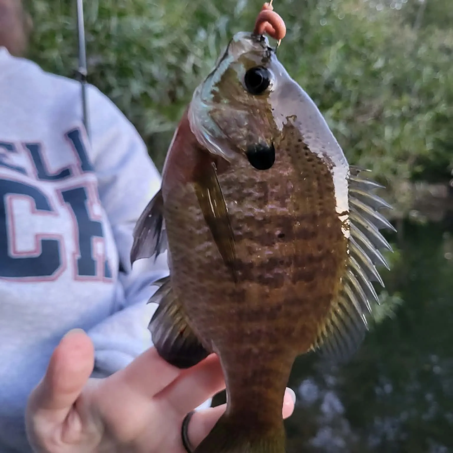Bluegill caught on Fishbrain