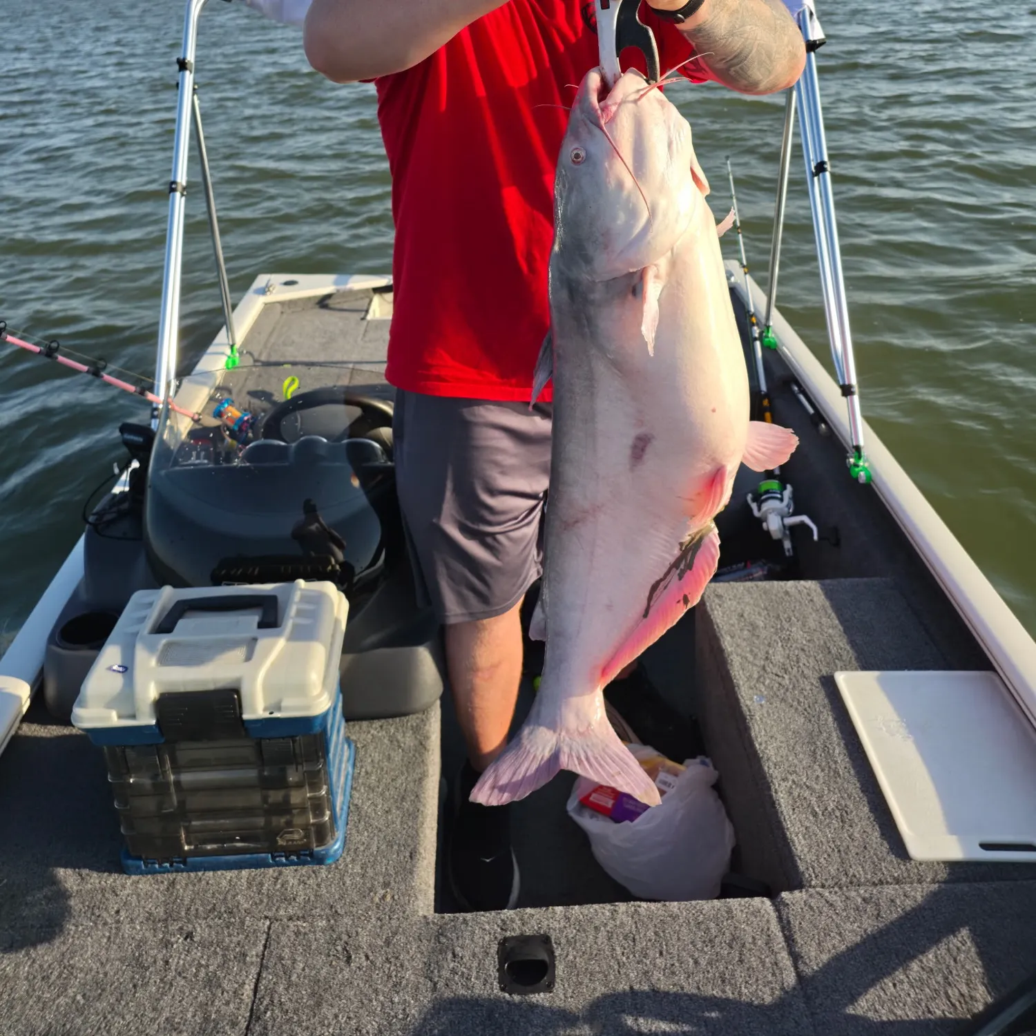 Blue catfish caught on Fishbrain