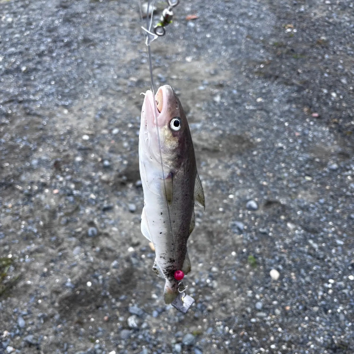 The most recent Alaska pollock catches on Fishbrain