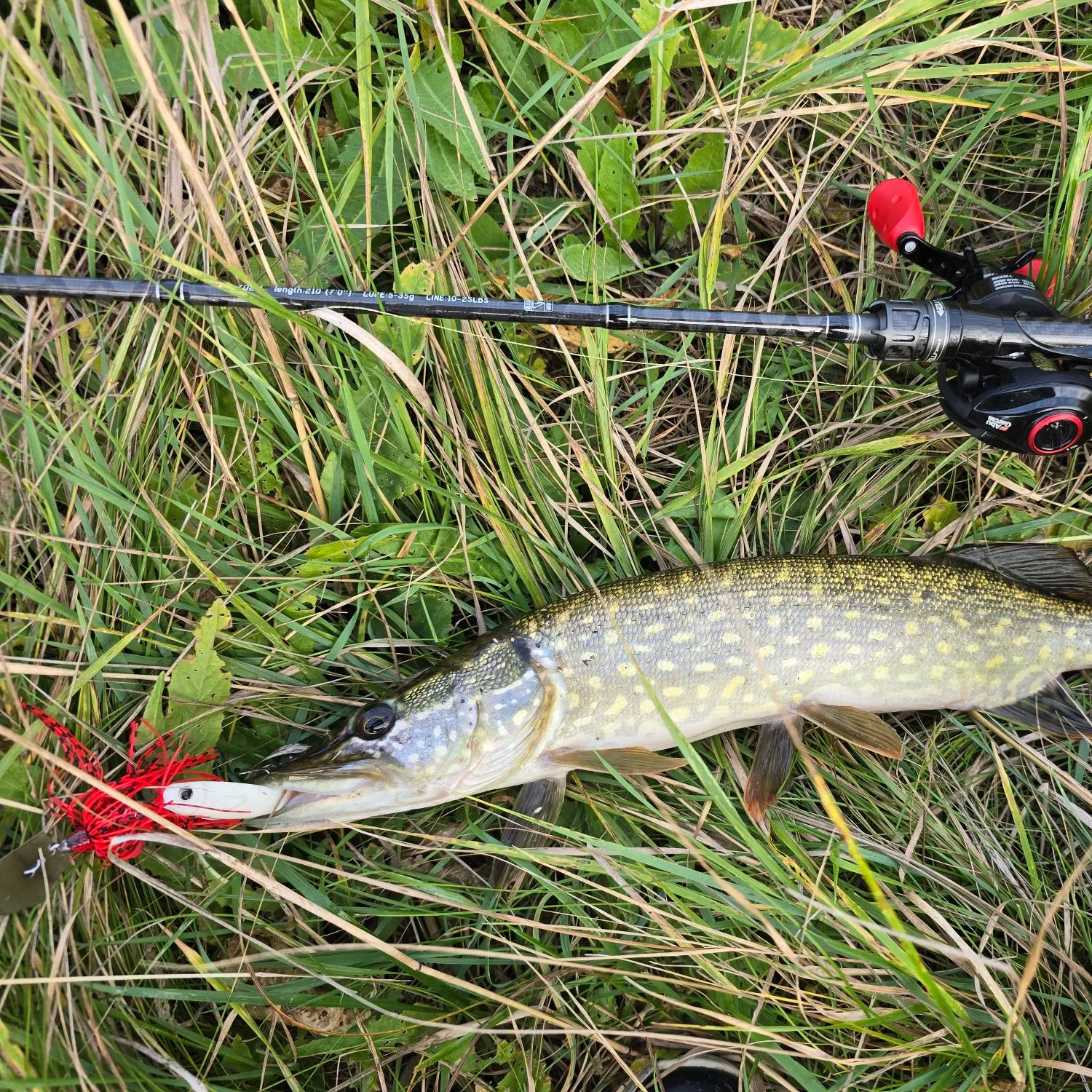 Northern pike caught on Fishbrain