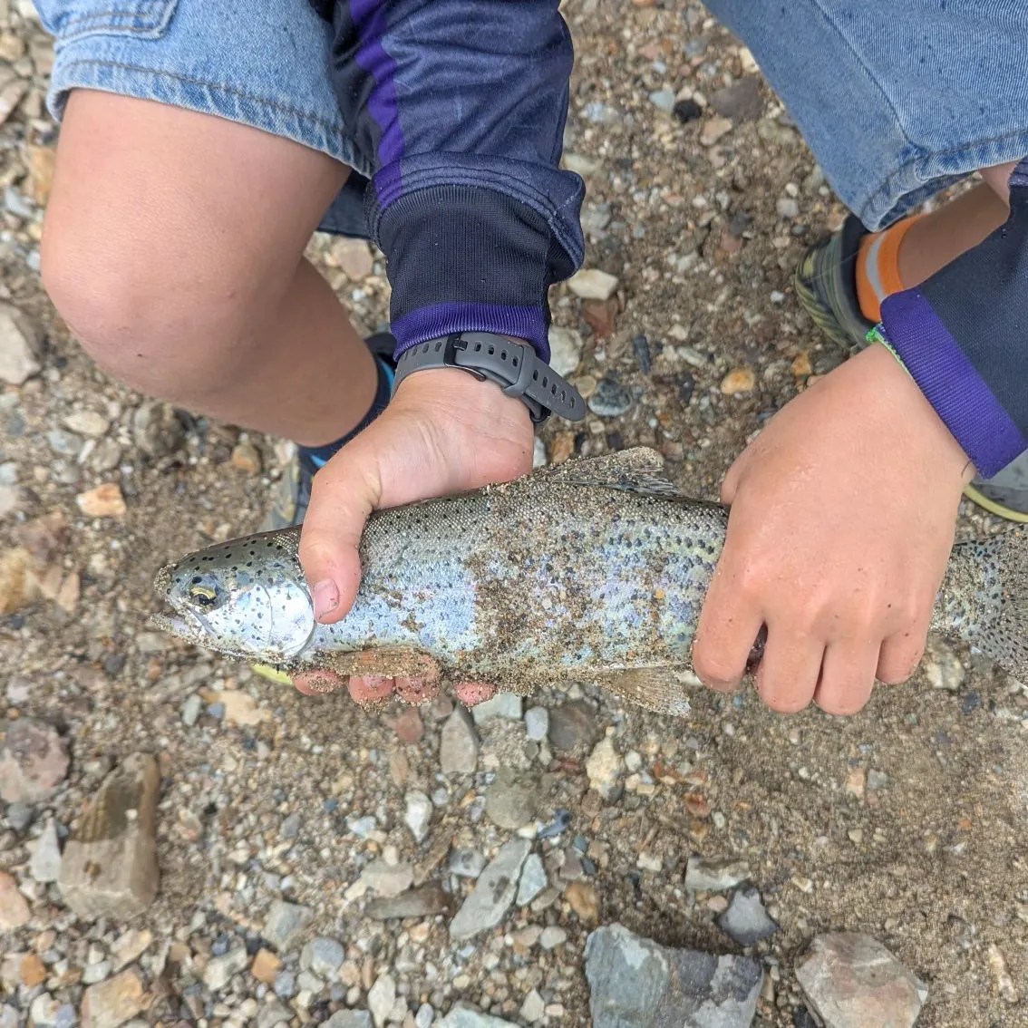 Rainbow trout caught on Fishbrain