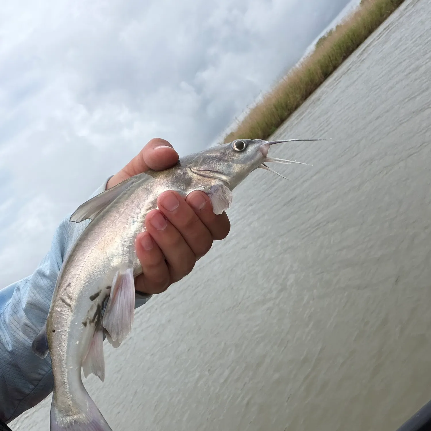 Hardhead sea catfish caught on Fishbrain