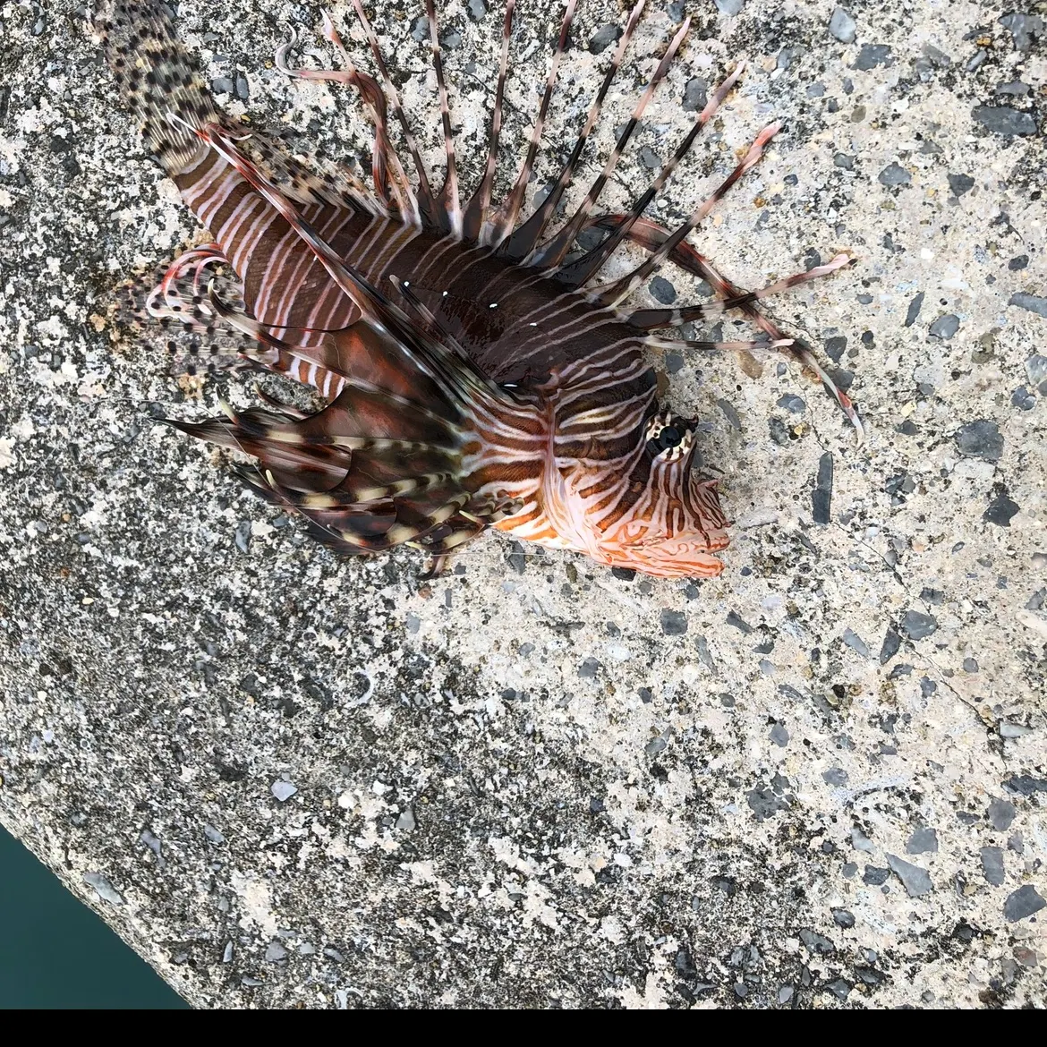 The most recent Red lionfish catches on Fishbrain