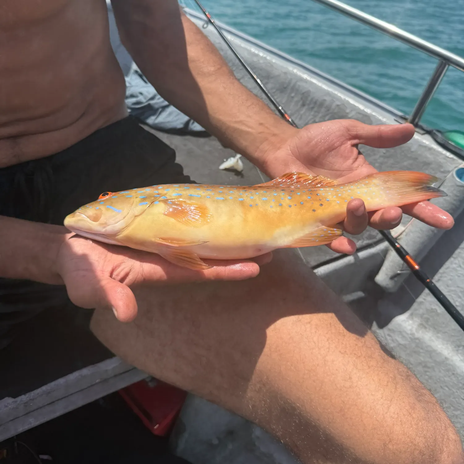 Fish caught on Fishbrain