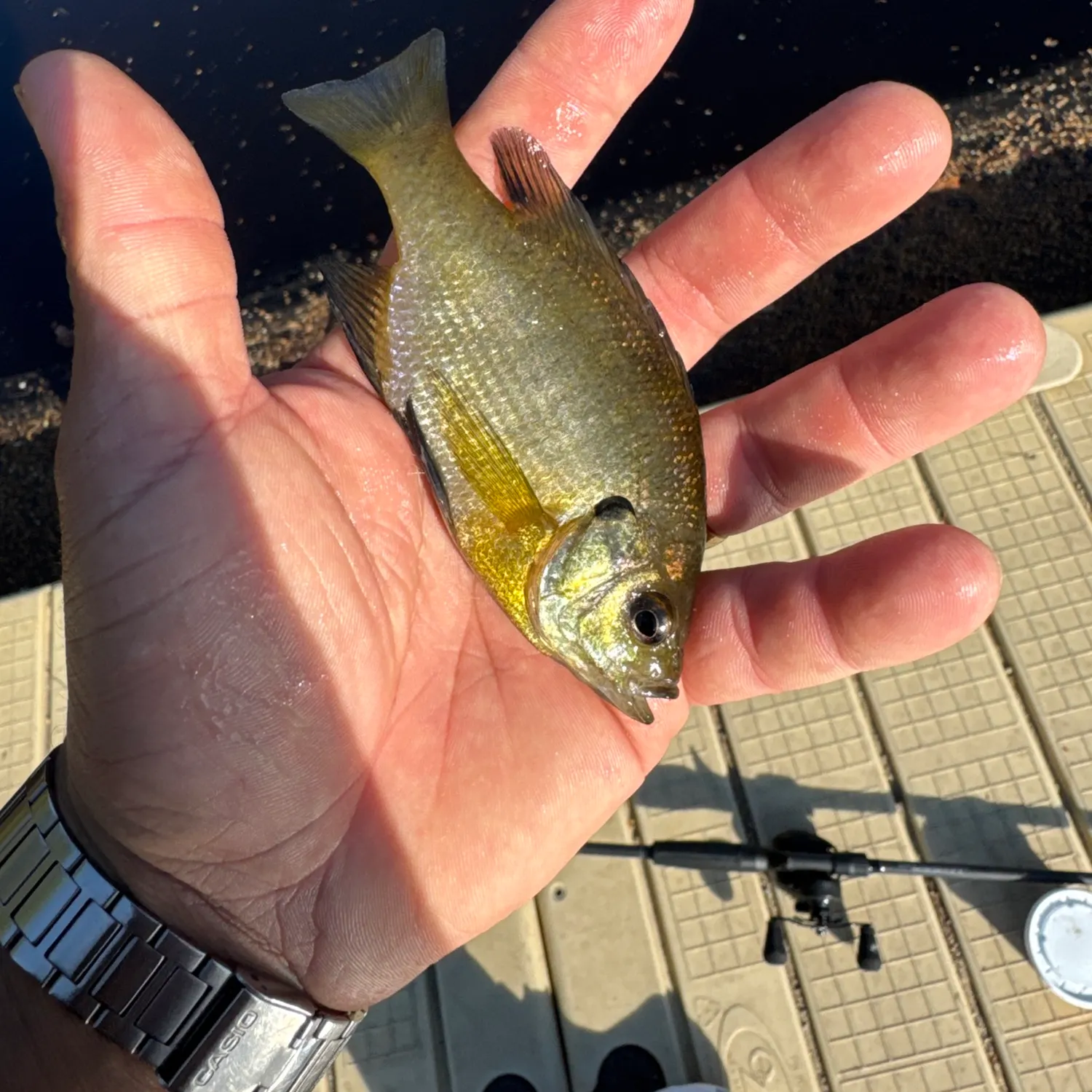 catch