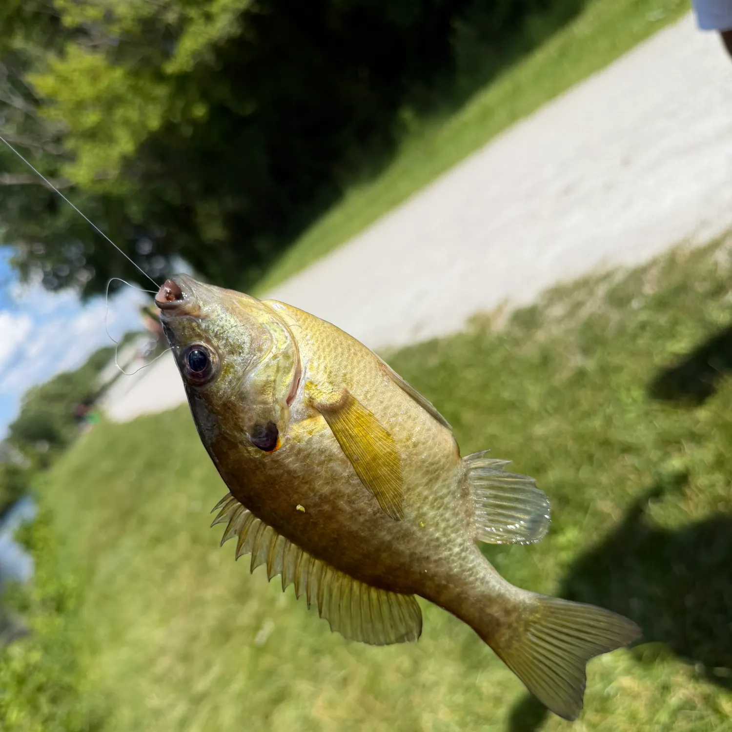 catch