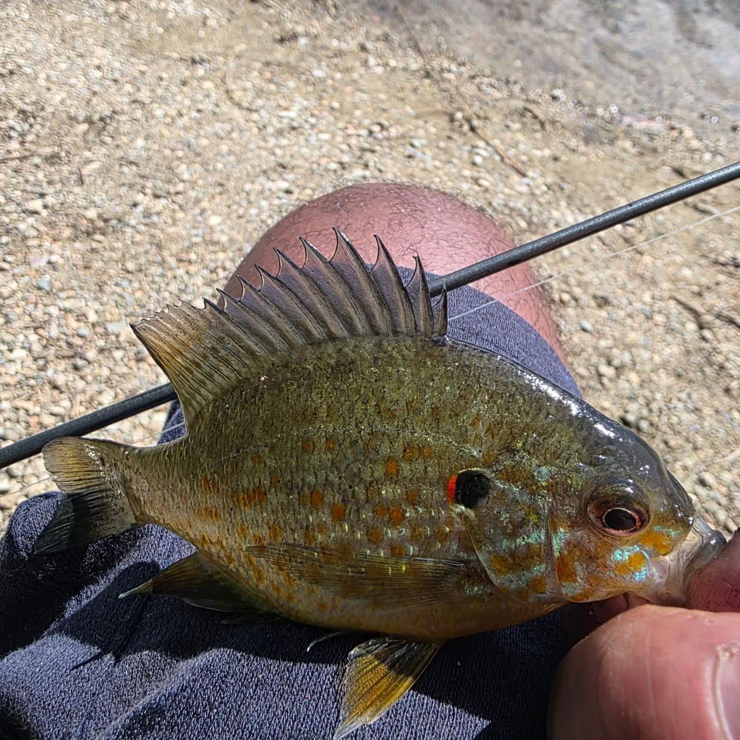 Pumpkinseed caught on Fishbrain