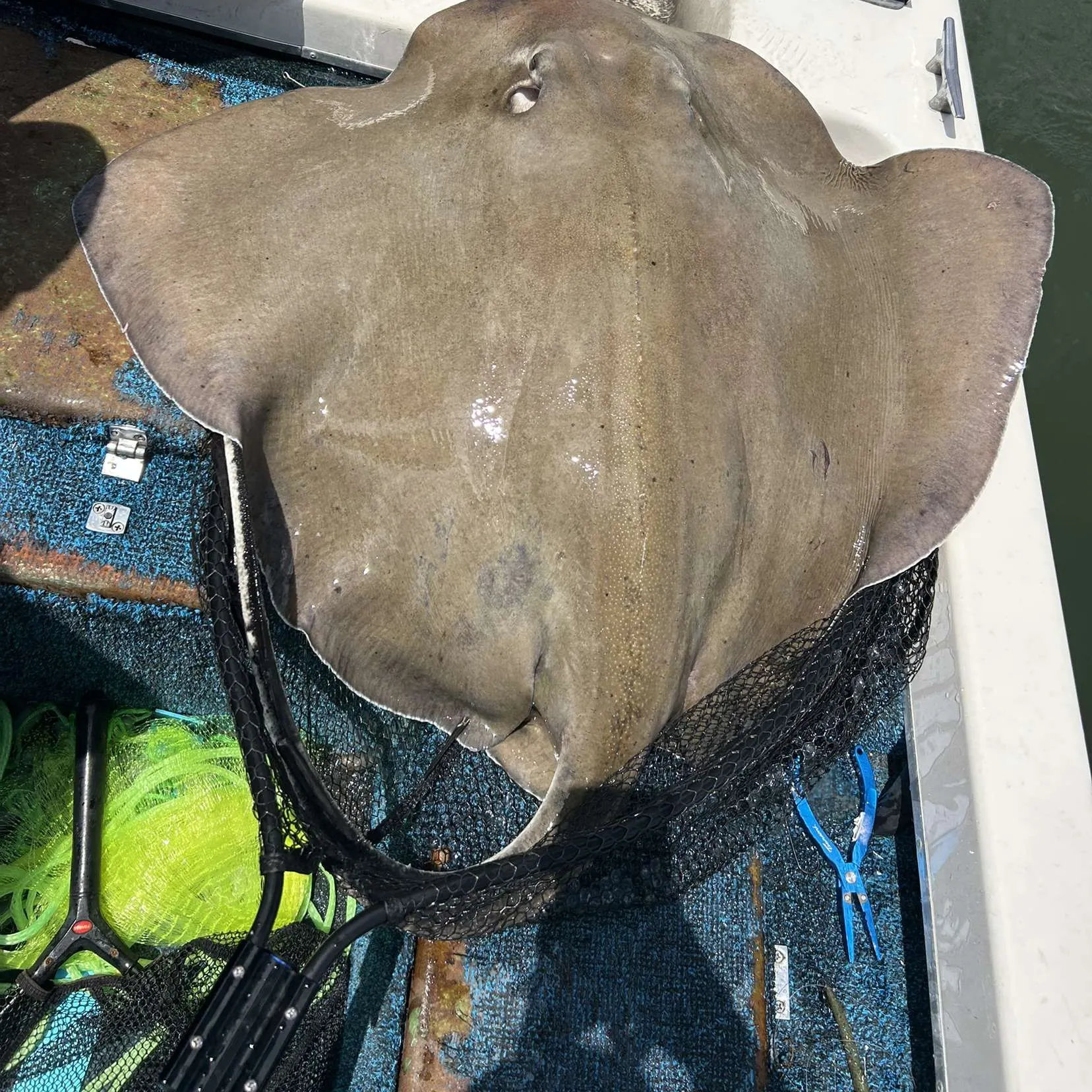 The most recent Southern stingray catches on Fishbrain