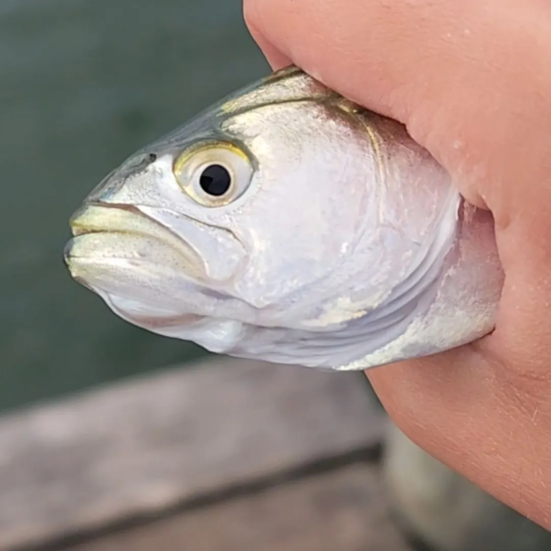 Bluefish caught on Fishbrain