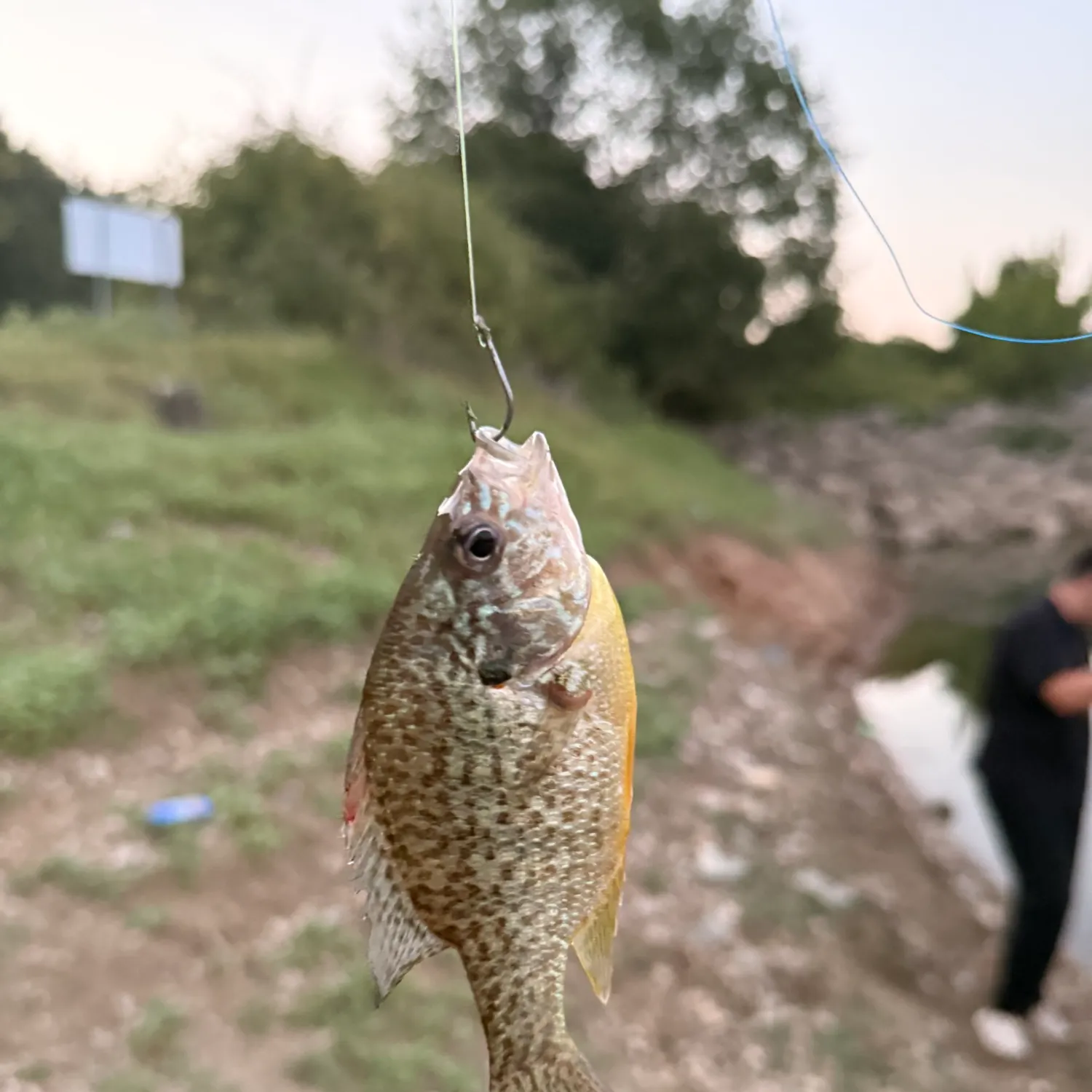 Black crappie caught on Fishbrain