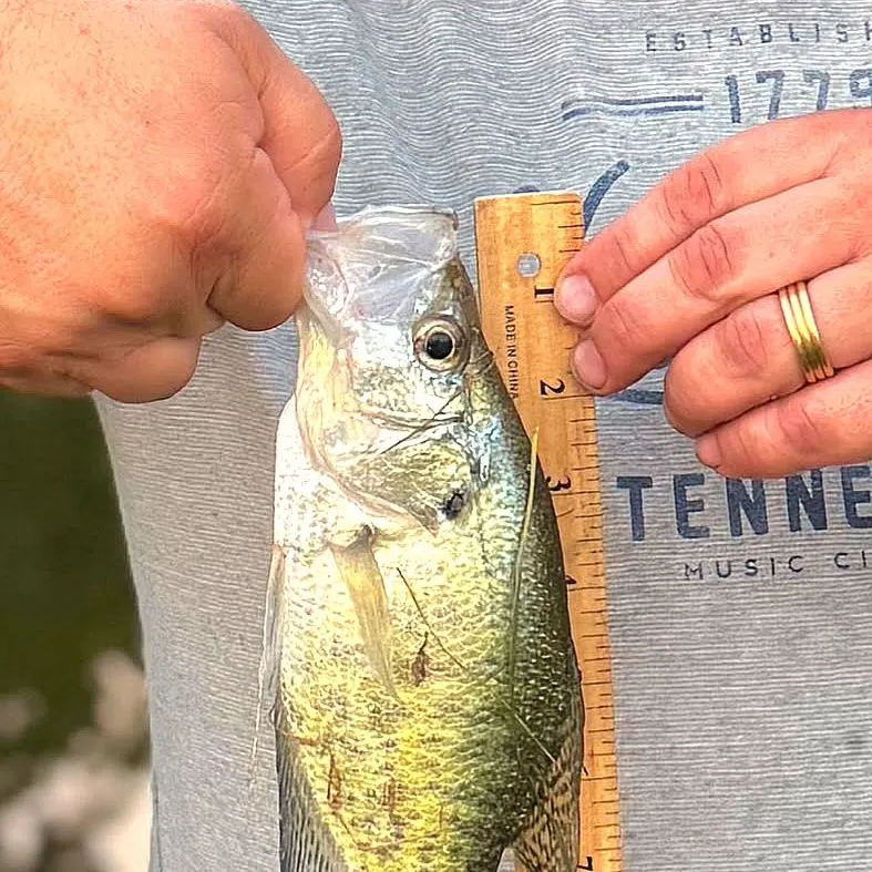 White crappie caught on Fishbrain