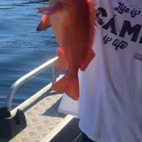 The most recent Yelloweye rockfish catches on Fishbrain