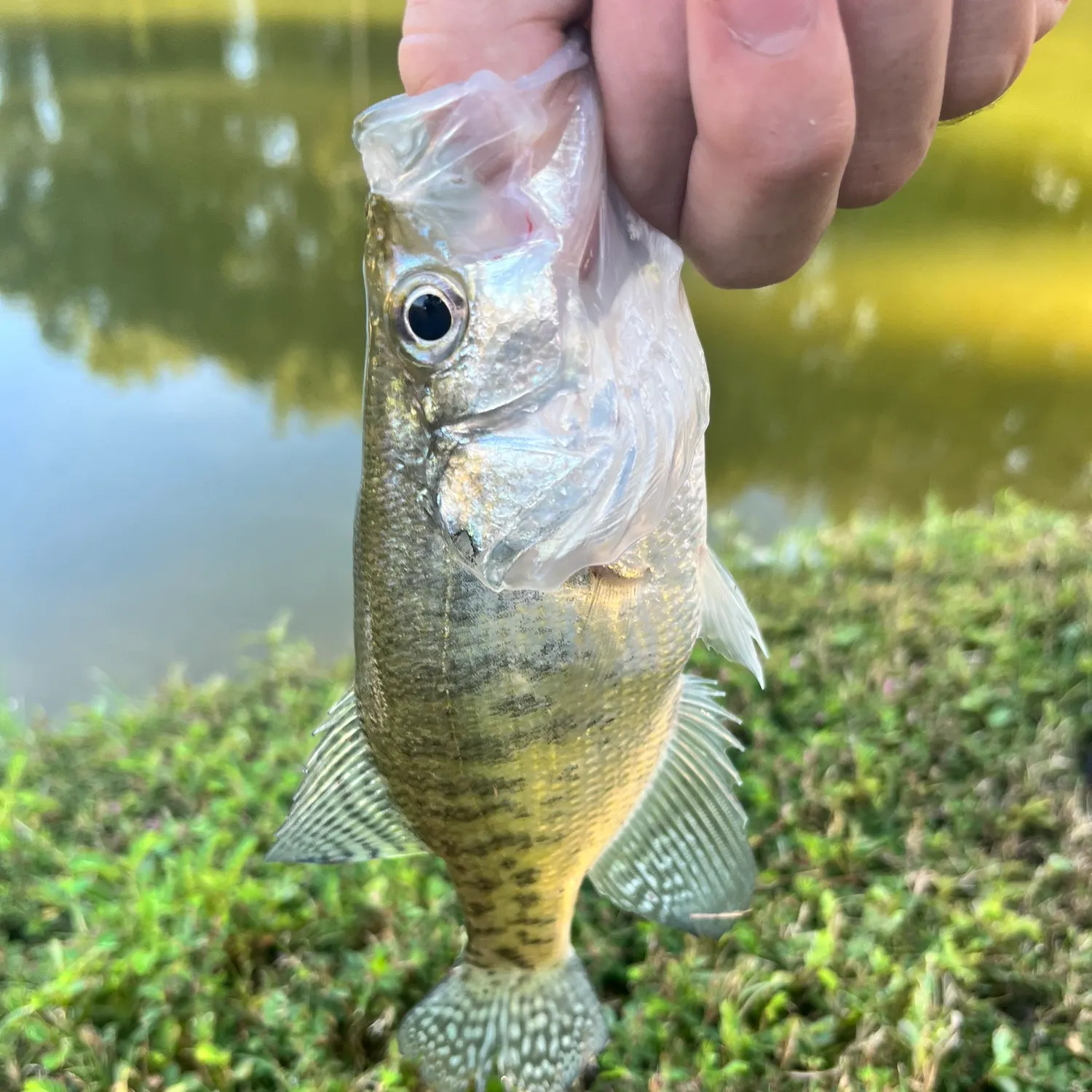 White crappie caught on Fishbrain