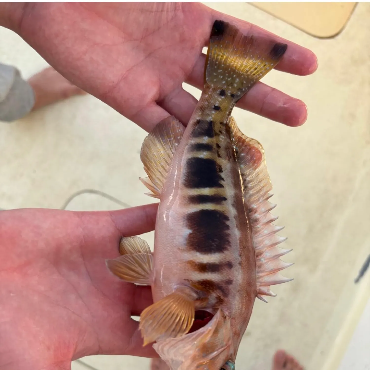 recently logged catches