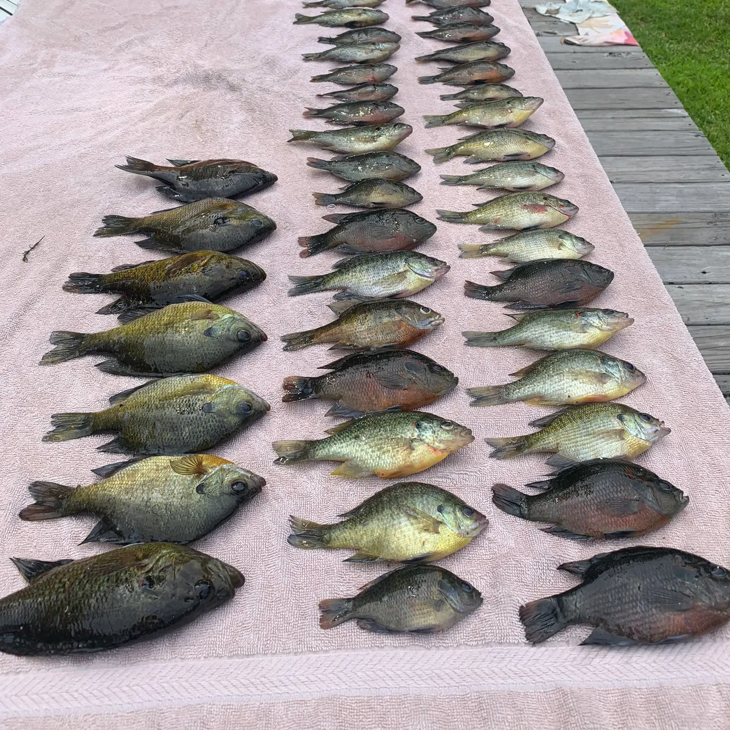 recently logged catches