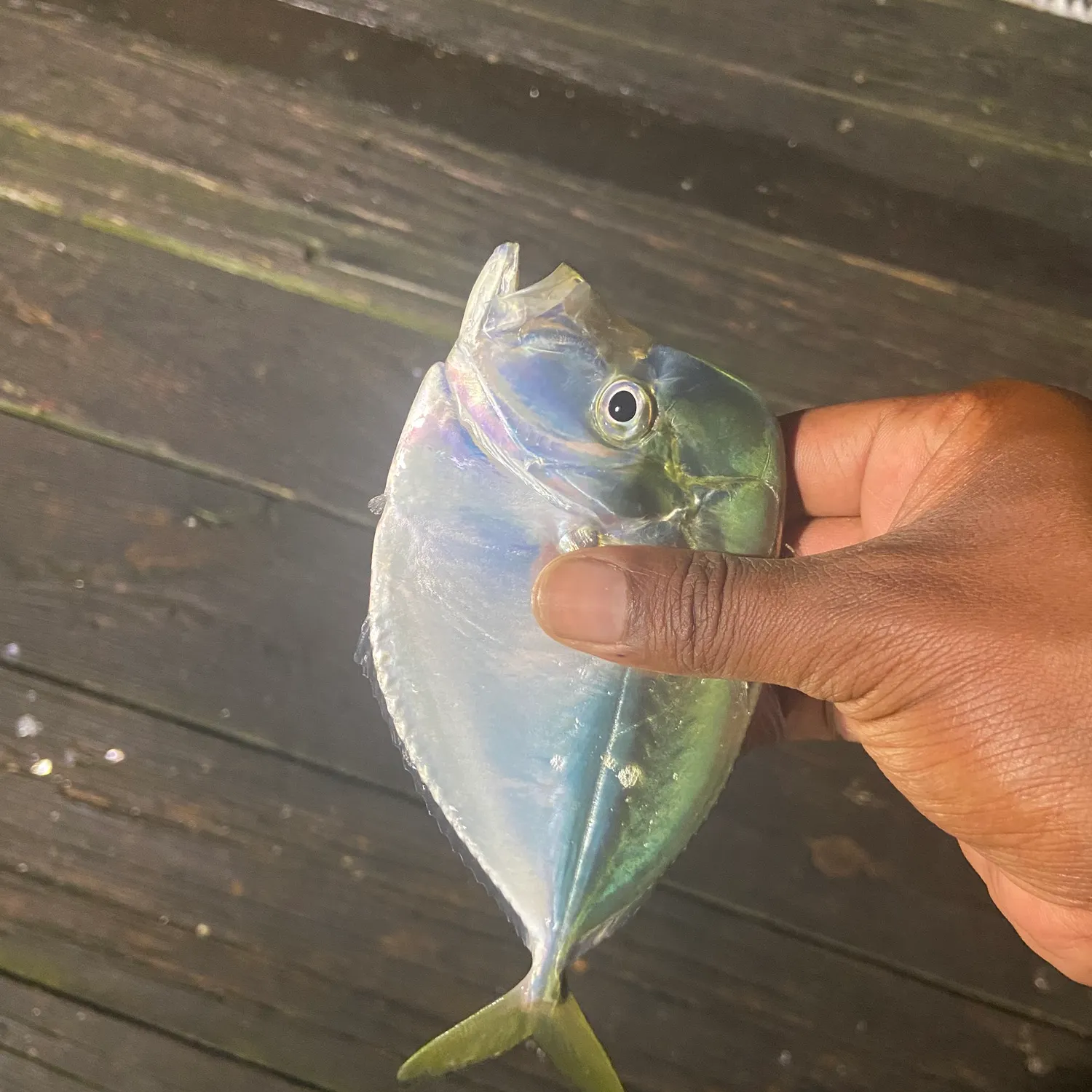 The most recent Lookdown catches on Fishbrain