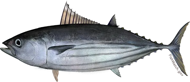 Skipjack tuna