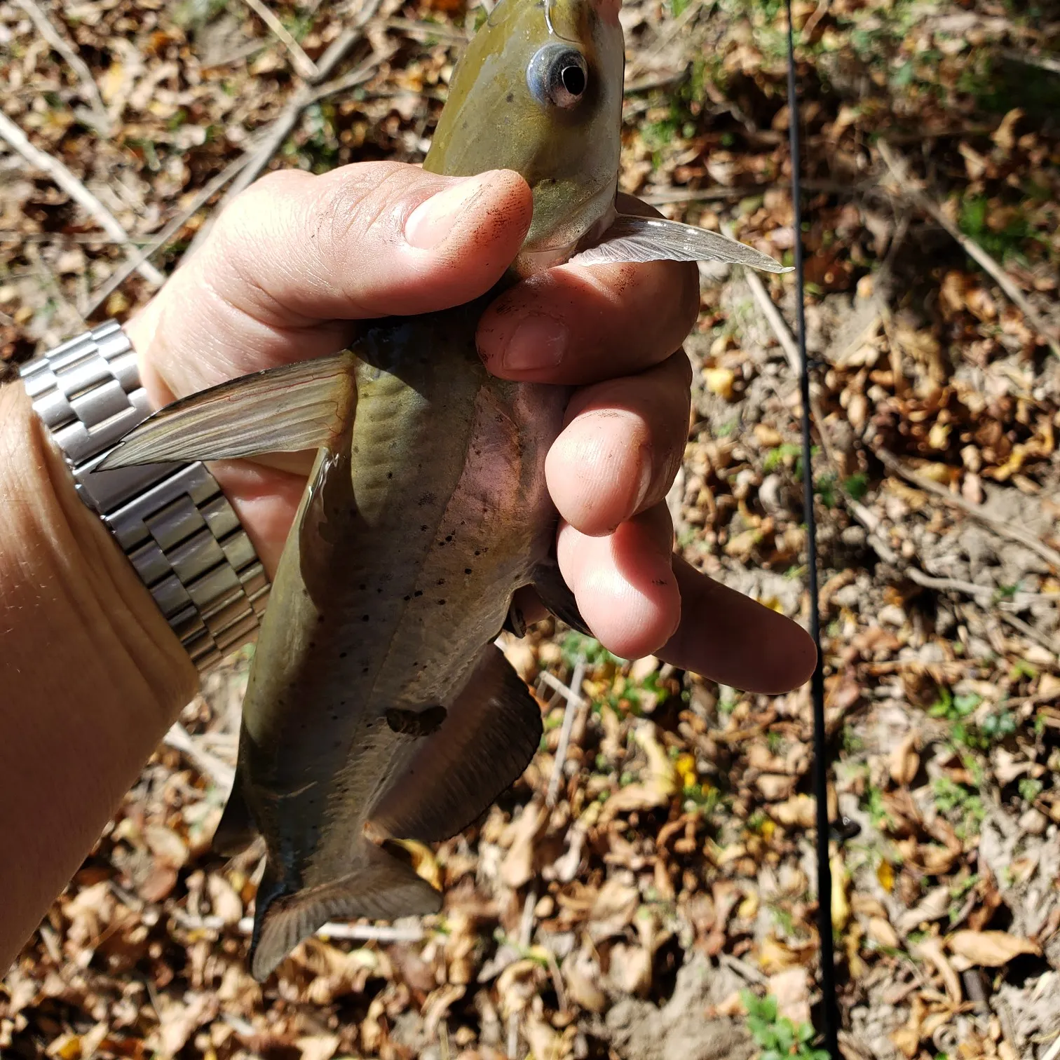 Channel catfish caught on Fishbrain