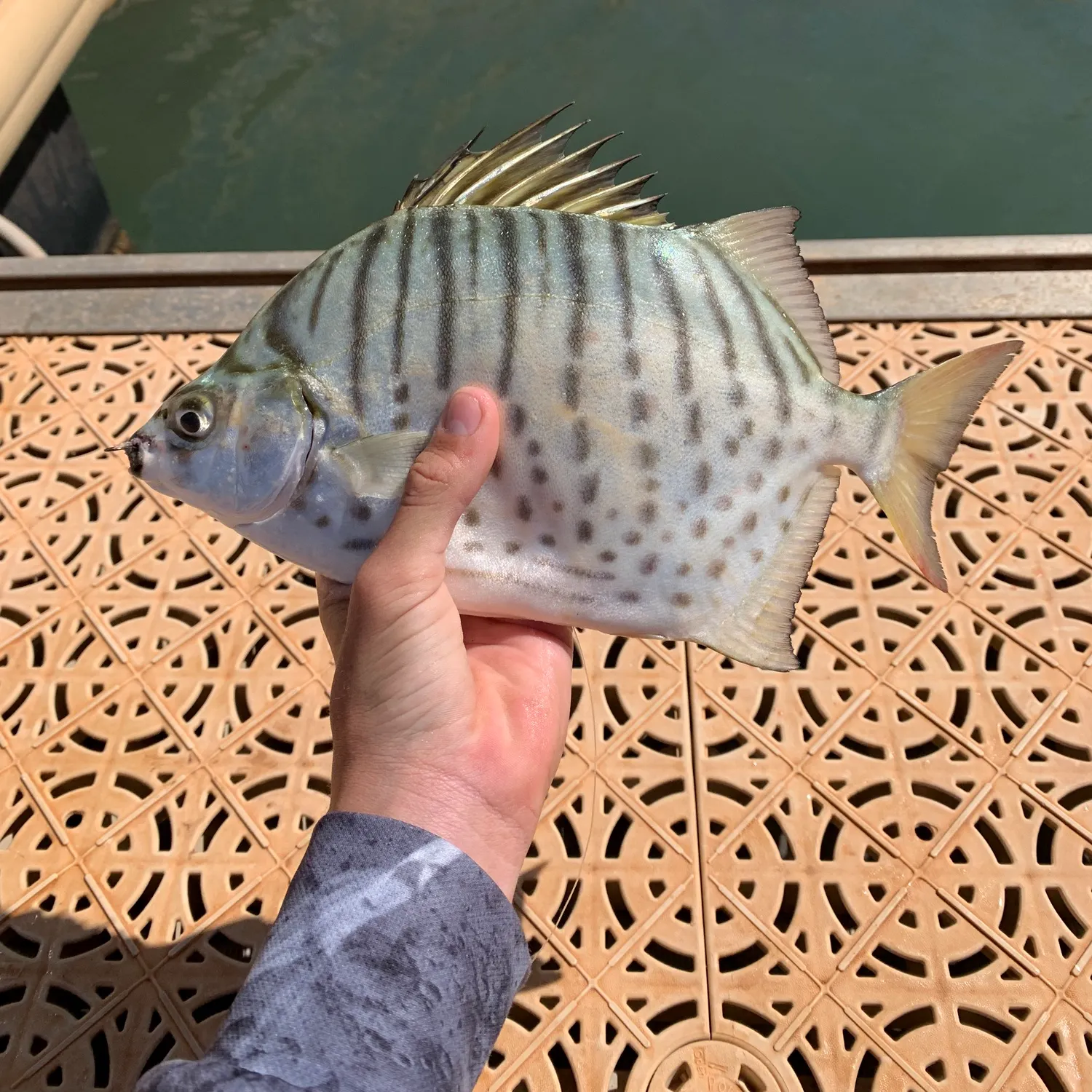 The most recent Spotbanded scat catches on Fishbrain