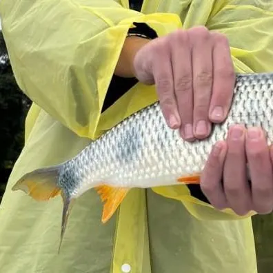 The most recent Piavuçu catches on Fishbrain