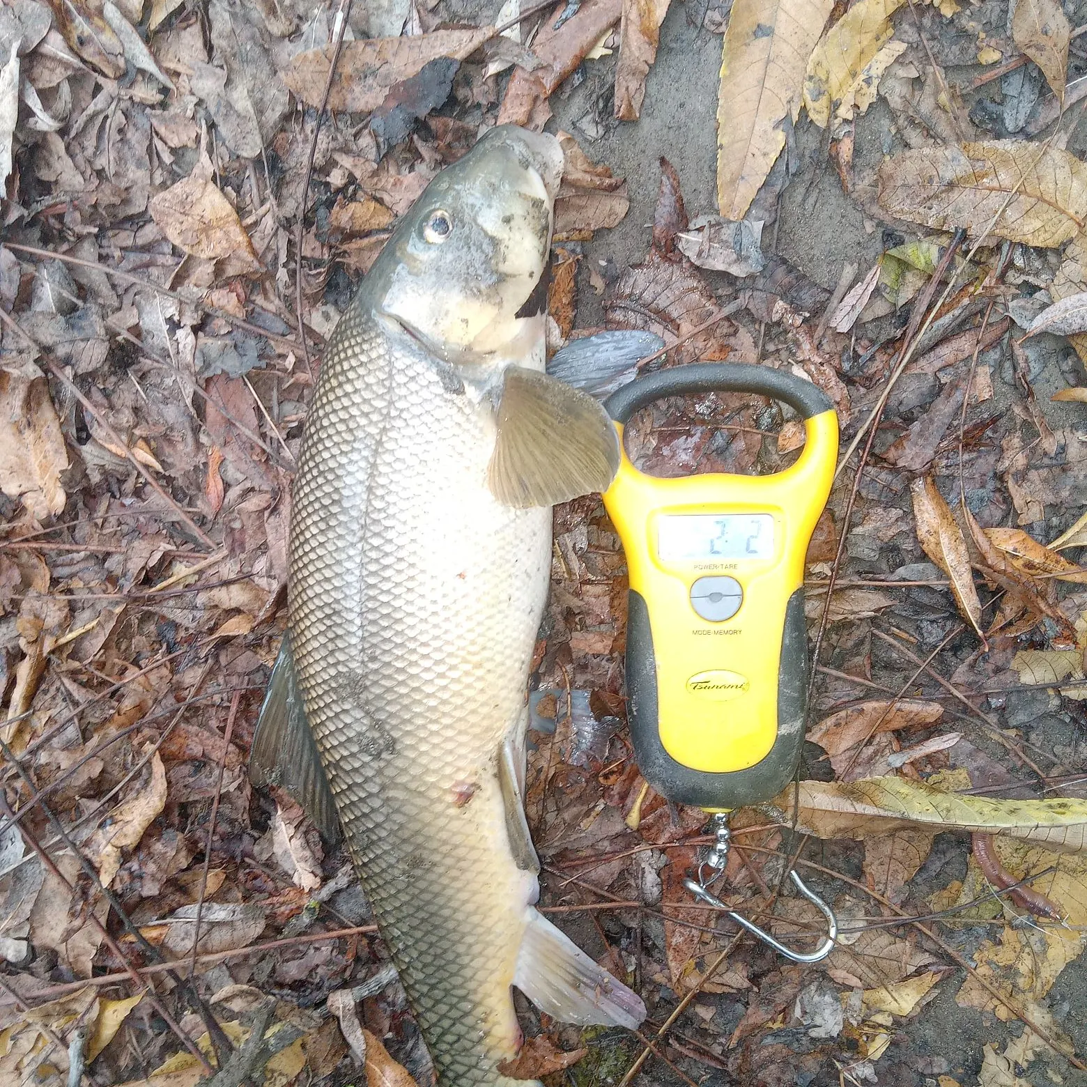 The most recent Sacramento sucker catches on Fishbrain