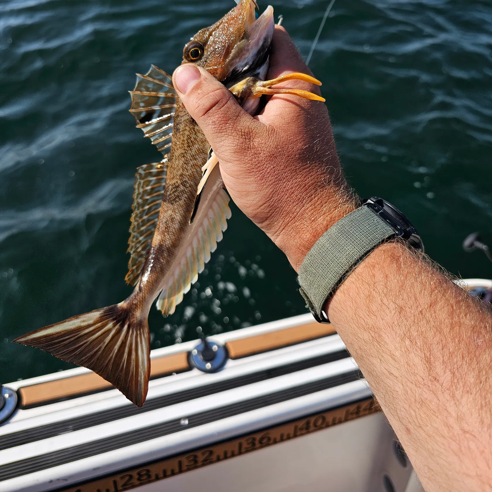 recently logged catches