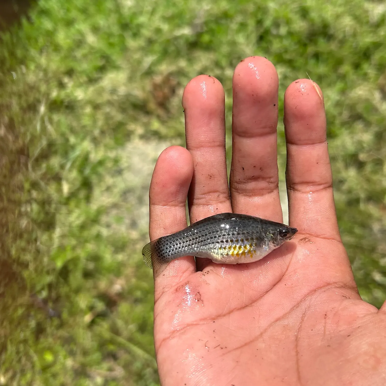 The most recent Sailfin Molly catches on Fishbrain