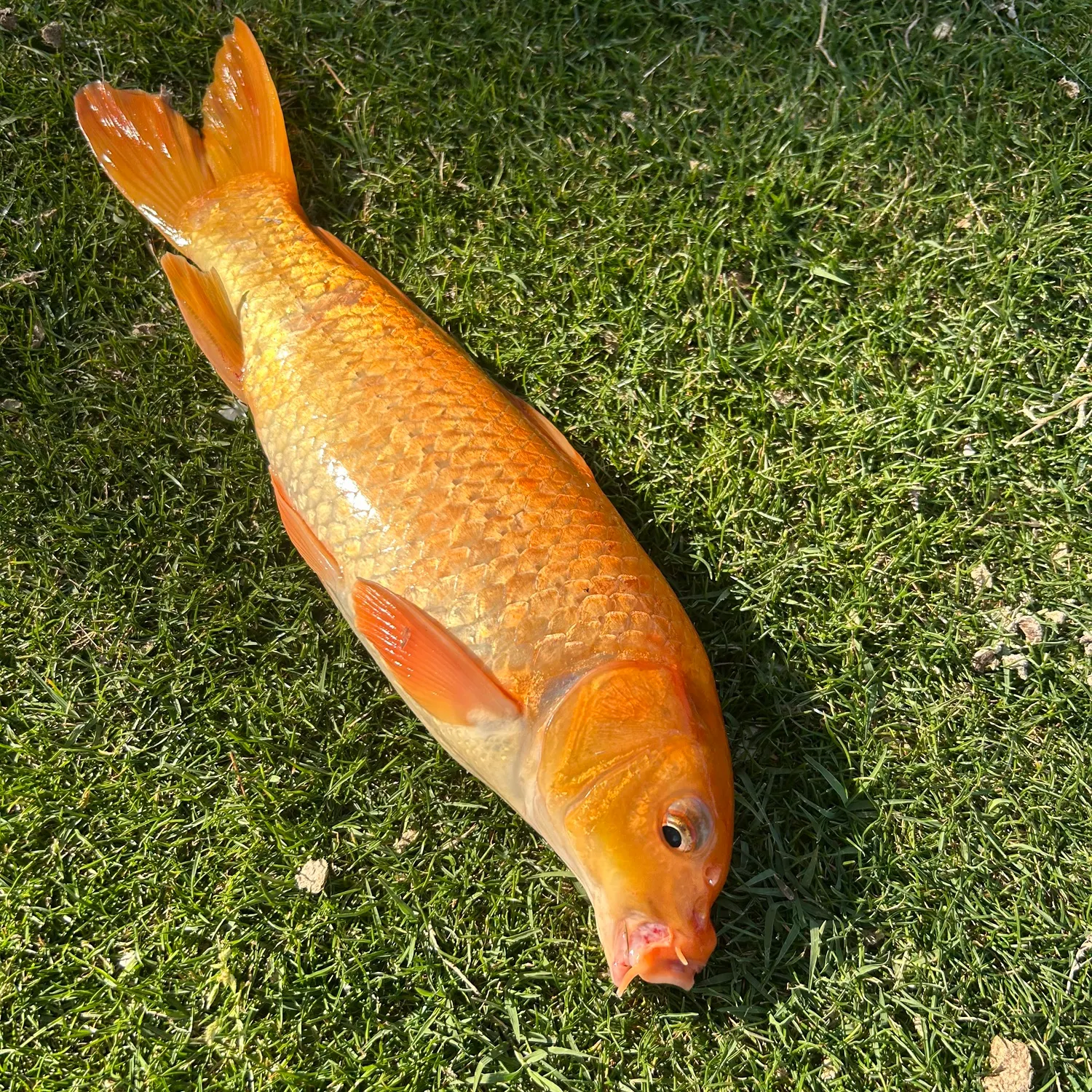 angler catch