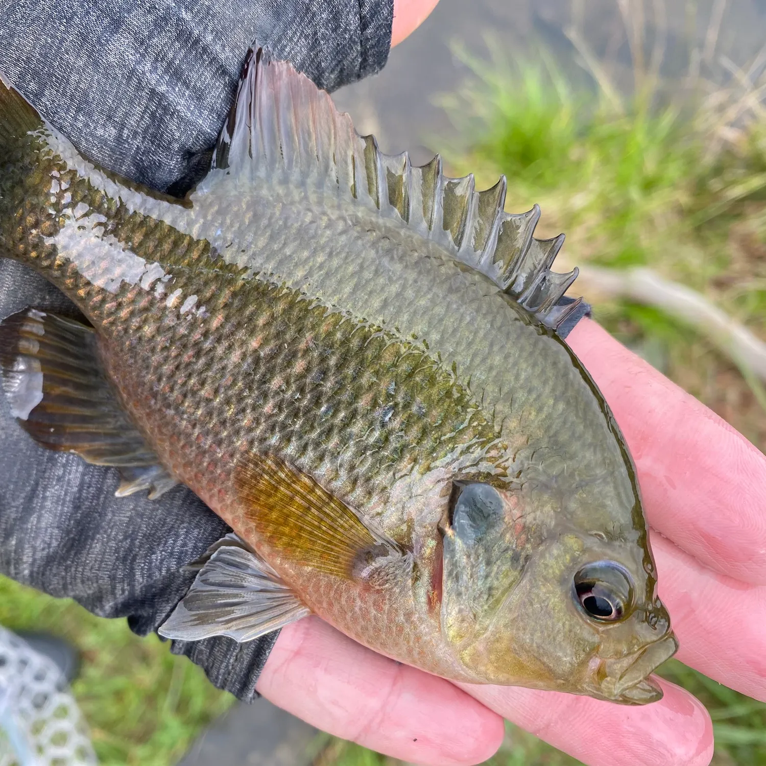 The most recent Redspotted sunfish catches on Fishbrain