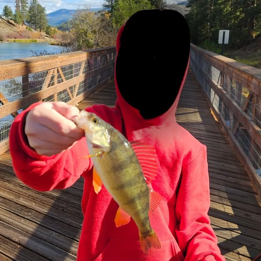 Yellow perch caught on Fishbrain
