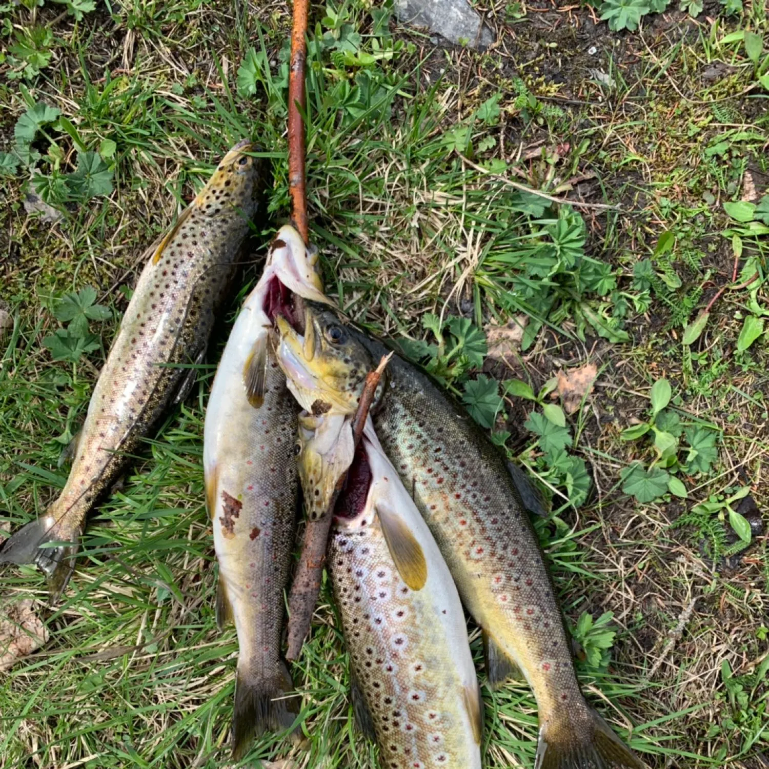 recently logged catches