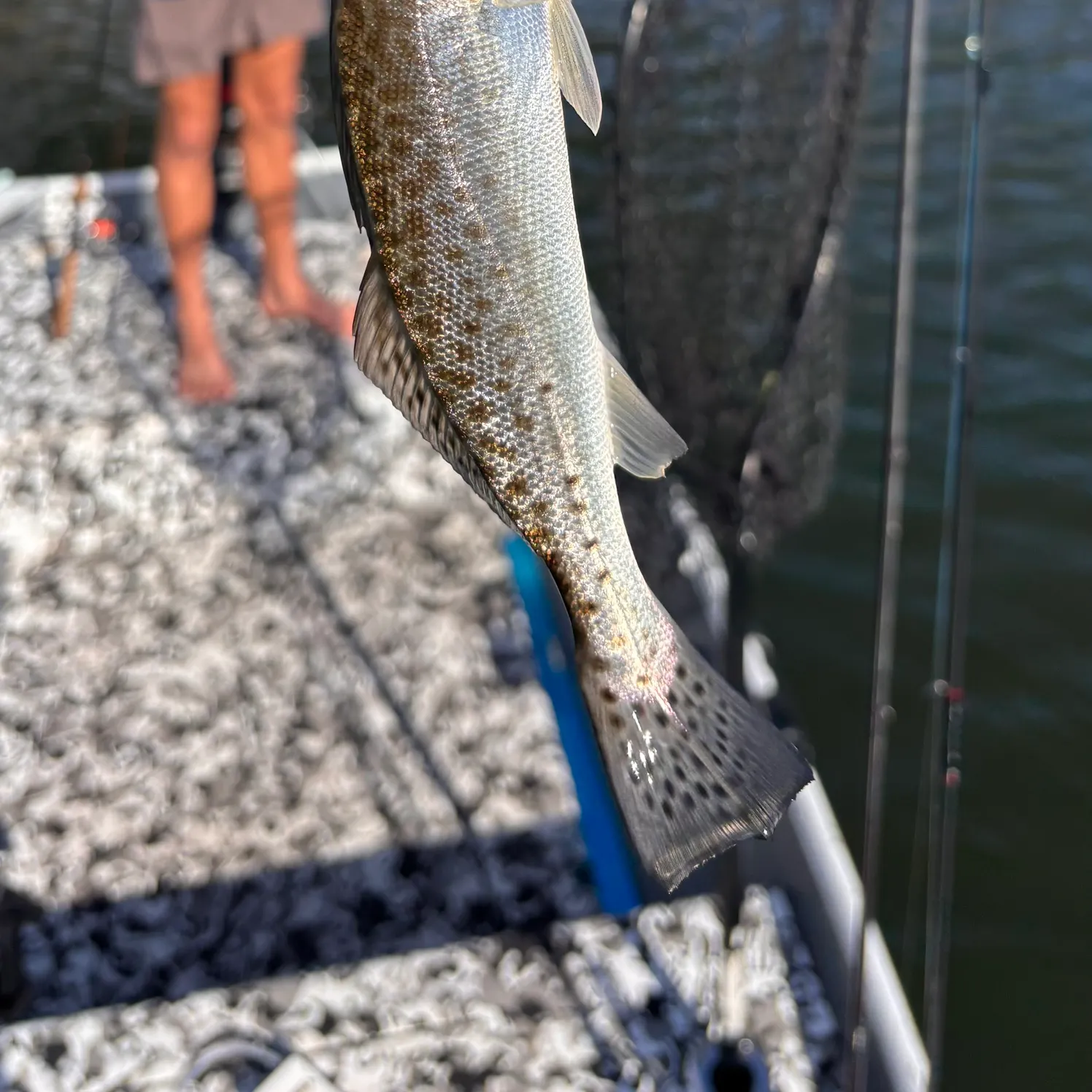The most recent Spotted seatrout catches on Fishbrain