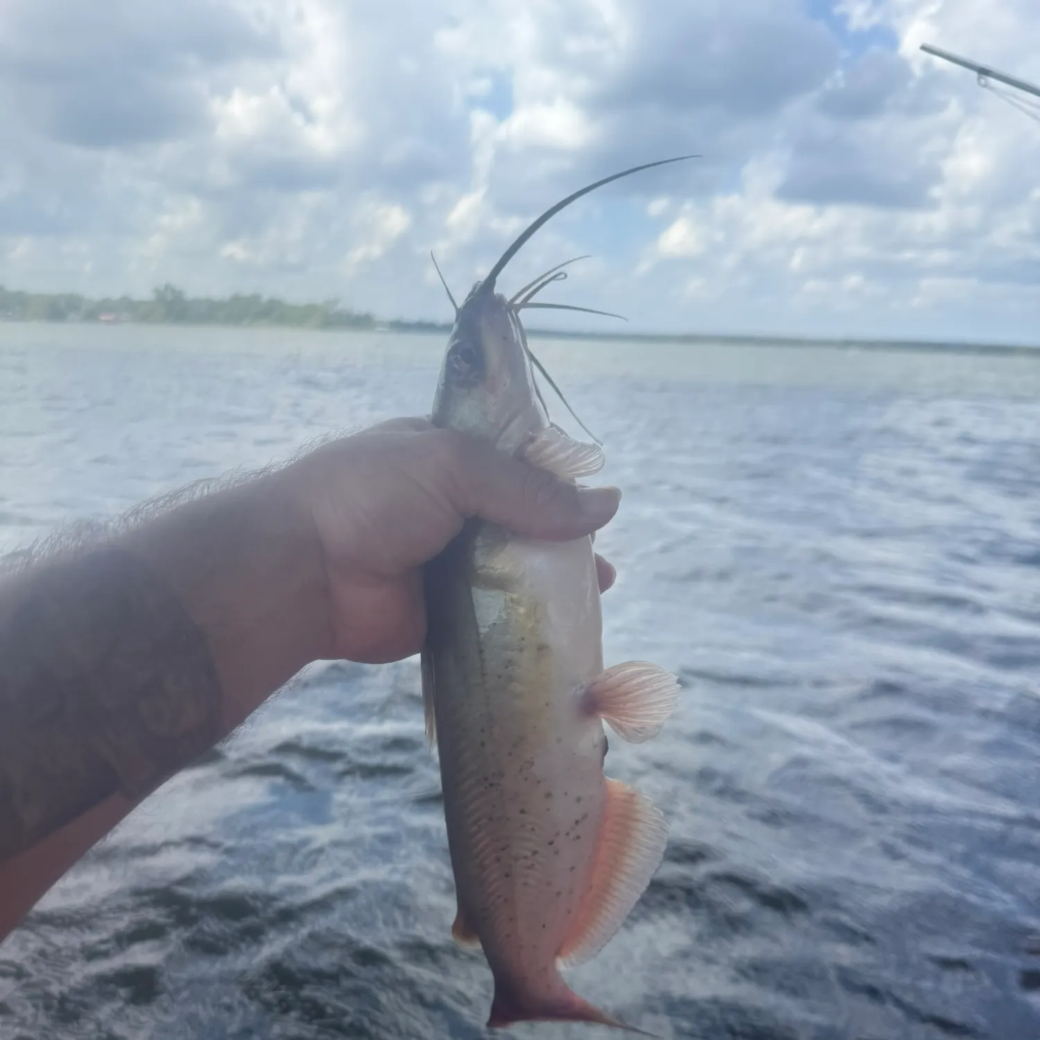 Fishing in Fort Worth, TX (United States) ️️️️ Find Spots, Species & Tips