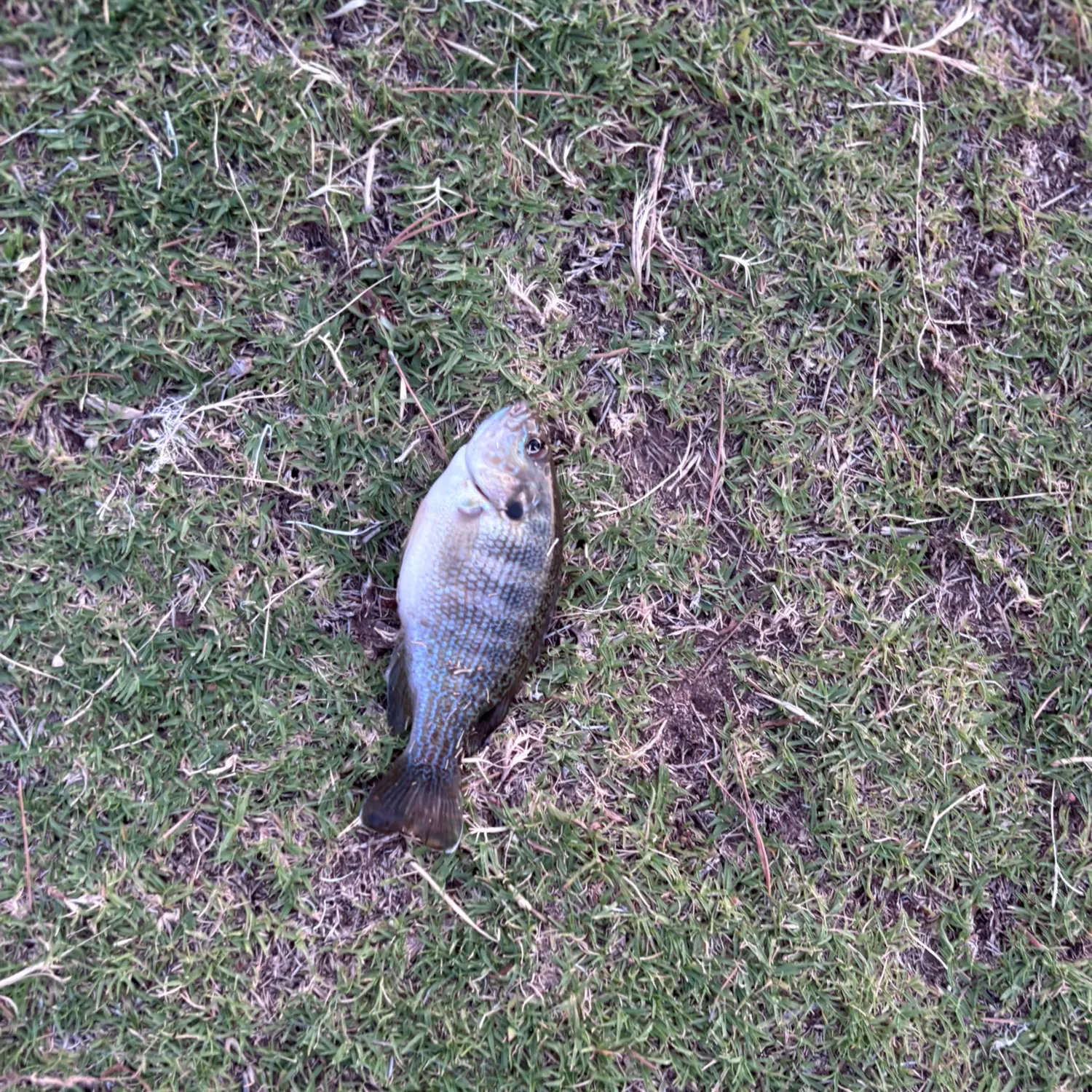 The most recent Greengill hybrid catches on Fishbrain