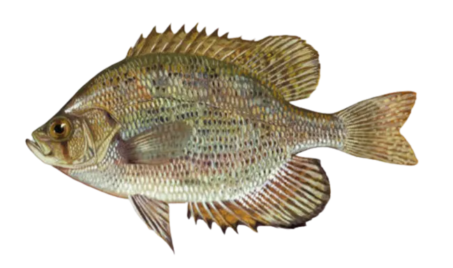 Flier bream