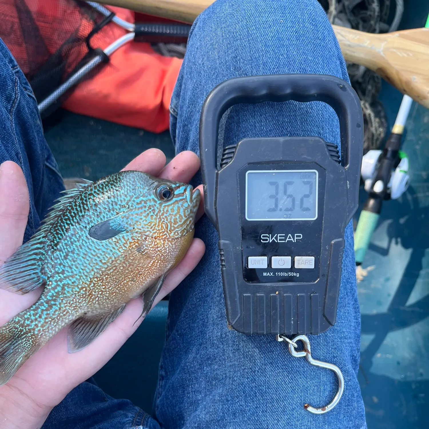 Longear sunfish caught on Fishbrain