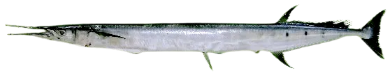 Flat needlefish