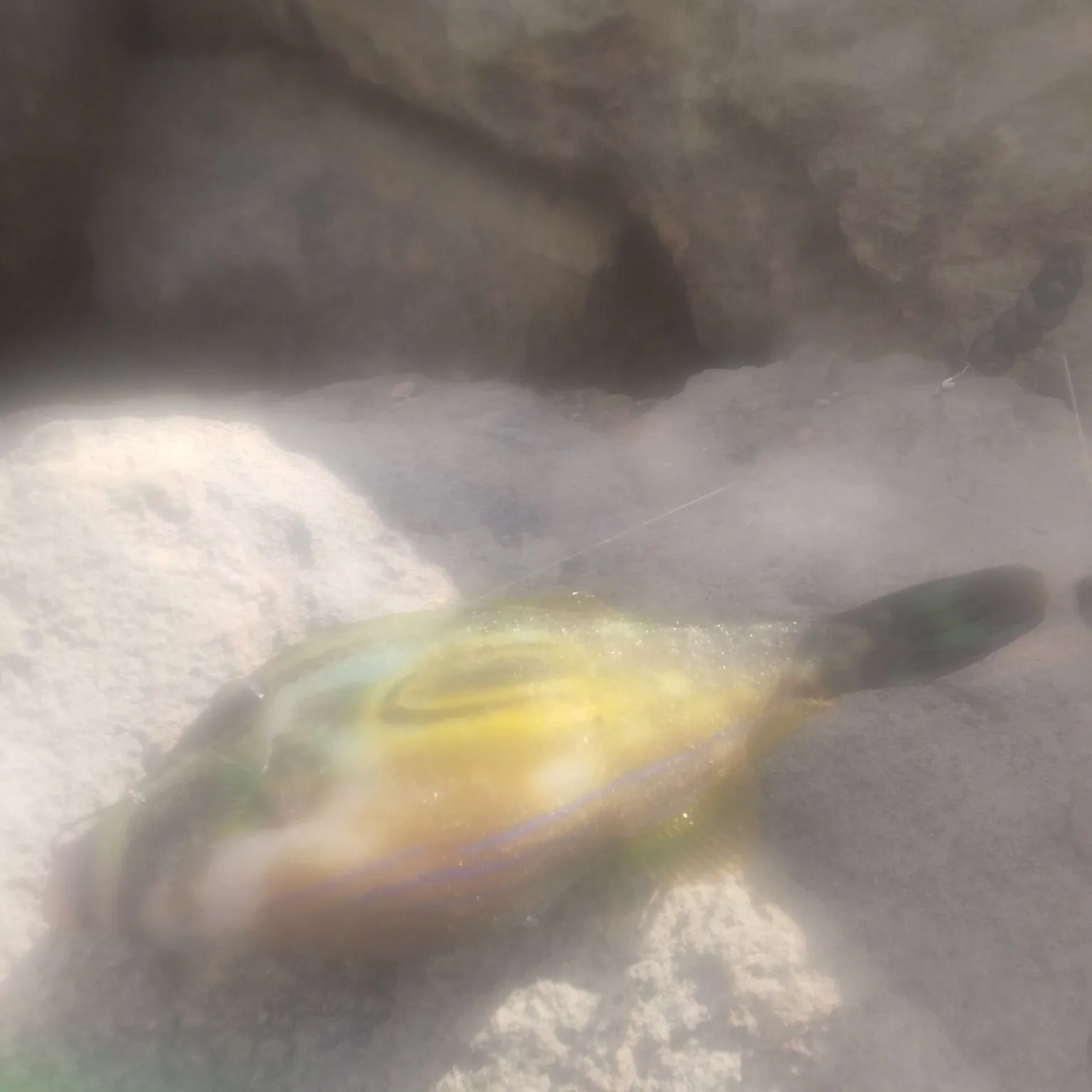 The most recent Six-spined leatherjacket catches on Fishbrain