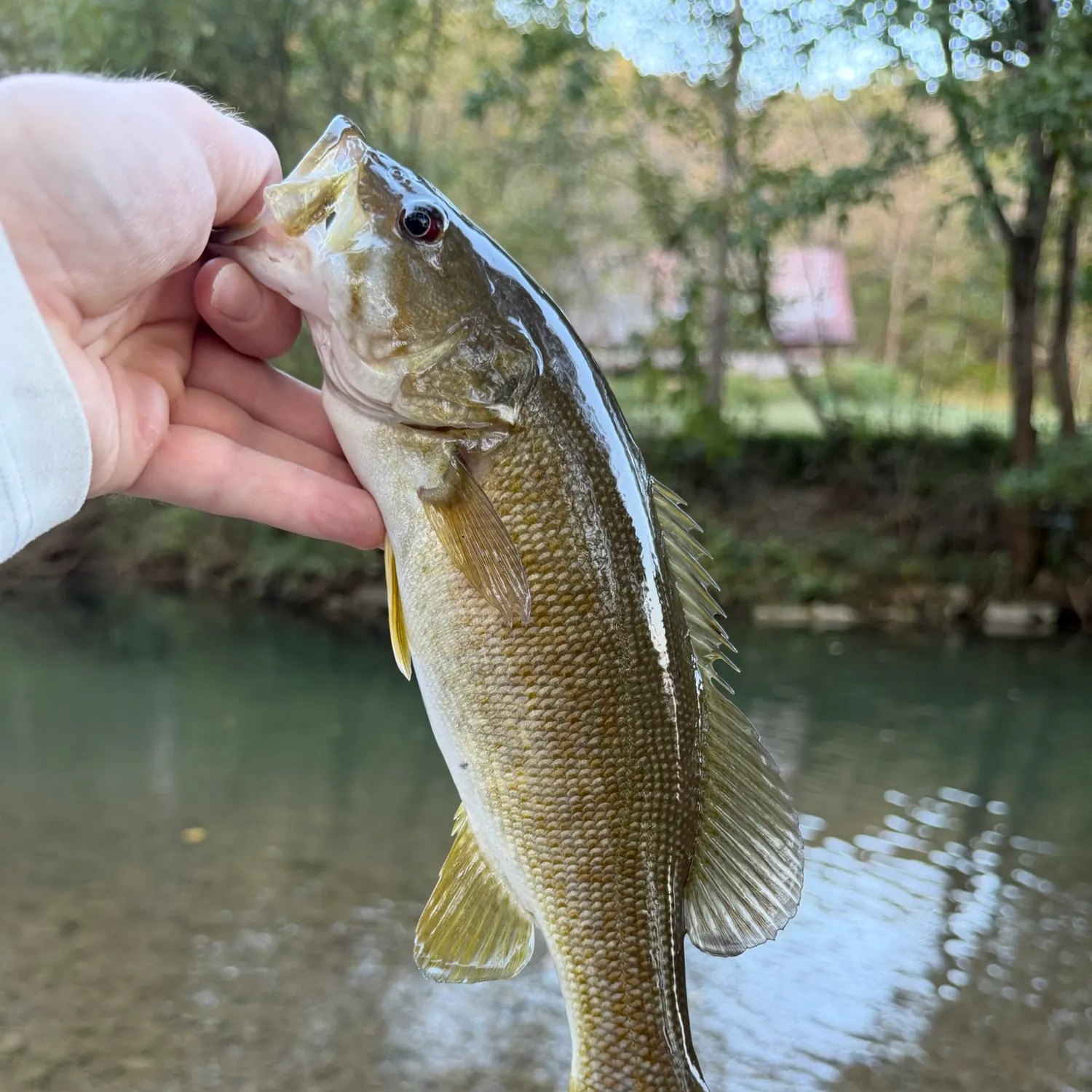 Smallmouth bass caught on Fishbrain