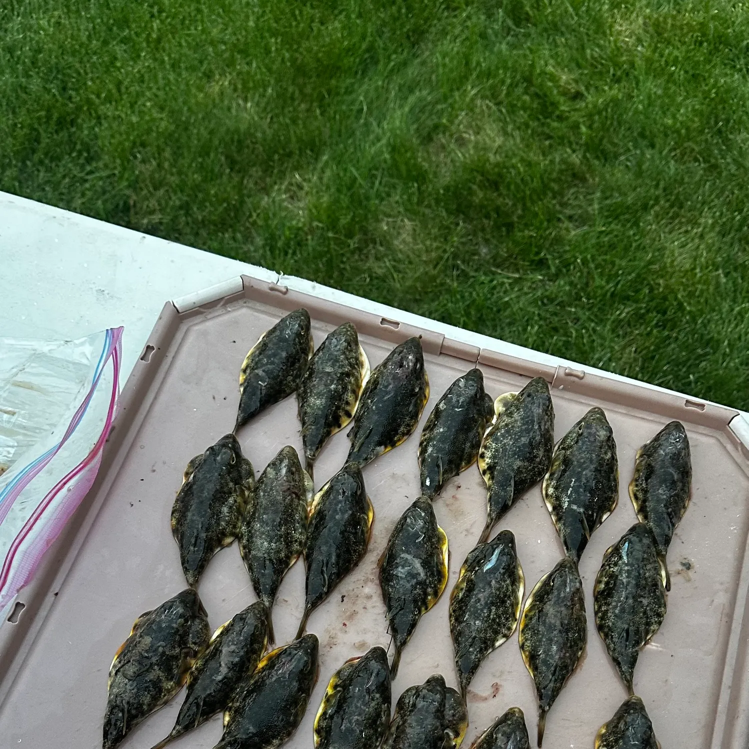 The most recent Northern puffer catches on Fishbrain